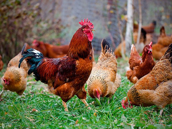 Породы куриц | ЗооТом - продажа, вязка и услуги для животных в Болотном