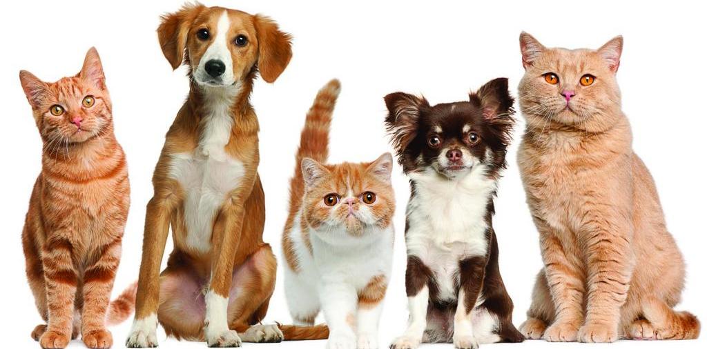 Доска объявлений о животных | ЗооТом - продажа, вязка и услуги для животных в Болотном