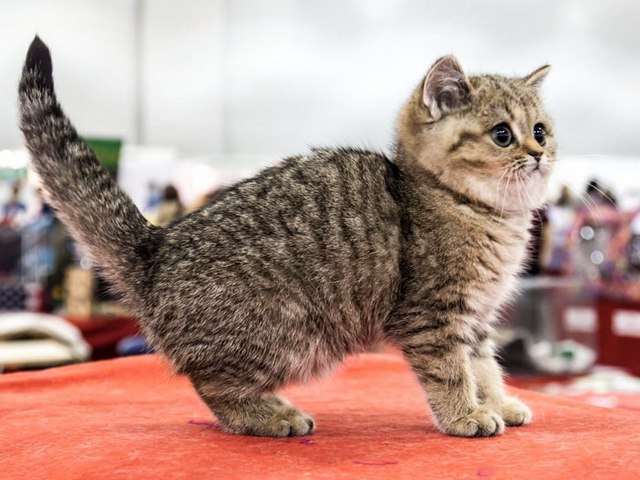 Породы кошек в Болотном | ЗооТом портал о животных