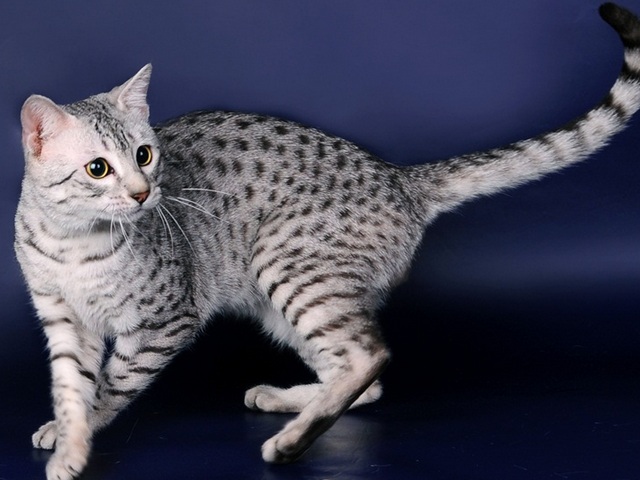 Породы кошек в Болотном | ЗооТом портал о животных