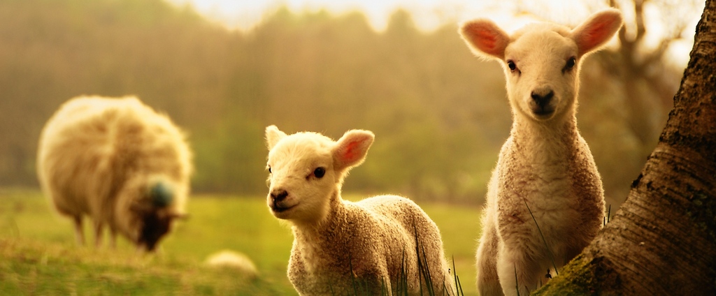 Объявления о сельскохозяйственных животных | ЗооТом - продажа, вязка и услуги для животных в Болотном