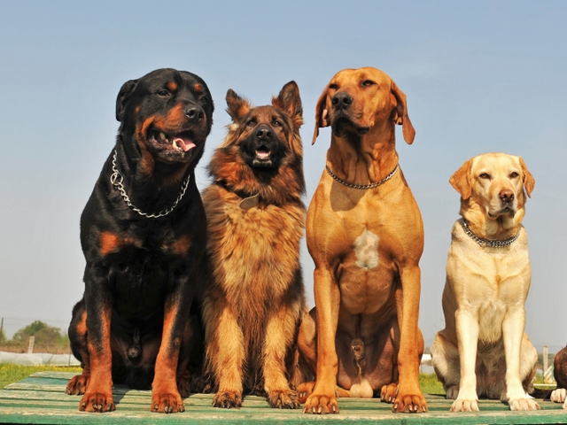 Крупные породы собак в Болотном | ЗооТом портал о животных