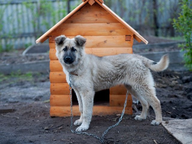 Все о собаках в Болотном